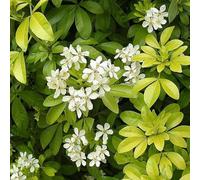 Oranger du Mexique - Choisya ternata 40-50 cm pot | Arbuste persistant, floraison blanche parfumée, parfait haie fleurie & jardin méditerranéen