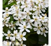 Oranger du Mexique - Choisya Ternata 50cm - Plante En Pot - Floraison Mai-juin - Couleur de la Fleur - Hauteur 2 m
