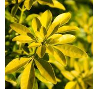 Oranger du Mexique - Choisya Ternata Goldfinger 40cm - Plante En Pot - Floraison Mai - Couleur de la Fleur - Hauteur 1,5 m