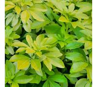 Oranger du Mexique - Choisya Ternata Sundance 50cm - Plante En Pot - Floraison Mai - Couleur de la Fleur - Hauteur 1,5 m