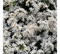 Oranger du Mexique - Choisya Ternata White Dazzler 30cm - Plante - Floraison Mai - Couleur de la Fleur - Hauteur 1,5 m