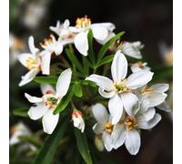 Oranger du Mexique - Choisya Ternata White Dazzler 50cm - Plante En Pot - Floraison Mai - Couleur de la Fleur - Hauteur 1,5 m