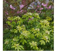 Oranger du Mexique doré Sundance® 'Lich', Choisya