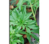 Oranger du mexique 'greenfingers ' taille du pot - en pot de 3 litres