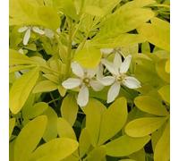 Oranger du Mexique 'Sundance' - Choisya ternata 'Sundance' - 40-50 C - | Feuillage doré parfumé, fleurs blanches odorantes