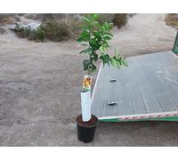 Oranger sanguin, agrumes - sanguinelli, naranjo, env. 125-140 cm de haut