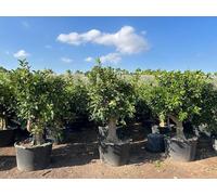 Oranger Sunny Tree âgé de 50 ans - Citrus sinensis, hauteur 220 cm pot compris, circonférence du tronc 50-60 cm, oranges comestibles, agrume pour terrasse et jardin.