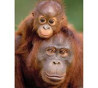 Orangutan and Baby,Adult Jigsaw Puzzle 1500 Pieces,Educational Games, Brain Challenges, Jigsaw Puzzles for Adults and Kids,57x87cm