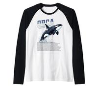 Orca Whale Marine Biologie Faune Prédateur Océan Manche Raglan