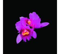Orchid [Import]