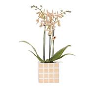 Orchidée de colibri, orange « Spider » et pot décoratif Mosa - Taille du pot de 9 cm de diamètre - Plante d'intérieur à fleurs - Fraîche de l'éleveur
