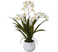 Orchidée de Gambie artificielle 50 cm dans un pot en céramique blanc - variété de couleurs disponible