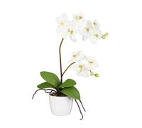 Orchidée Phal. 60cm, Crème, En Blanc Casserole à Fond Céramique 13cm