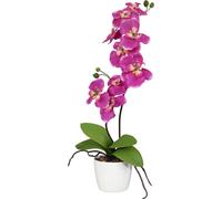 Orchidée Phalaenopsis 60 cm avec 9 fleurs roses dans un élégant pot en céramique 13 cm