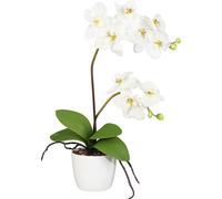 Orchidée Phal. 60cm, Crème, En Blanc Casserole à Fond Céramique 13cm