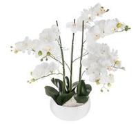 orchidée pot céramique blanc 65cm Blanc G