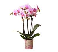 Orchidée rose Phalaenopsis - h35cm, Ø9cm - plante d'intérieur fleurie