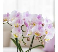 Orchidée rose - Portugal - Phalaenopsis | 2 pièces - 25-45cm - Ø9cm - Plante d'intérieur - Orchidées