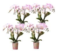 Orchidée rose - Portugal - Phalaenopsis | 4 pièces - 25-45cm - Ø9cm - Plante d'intérieur - Plante d'intérieur fleurie - Orchidées