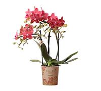 Orchidée rouge Phalaenopsis - h35cm, Ø9cm - plante d'intérieur fleurie