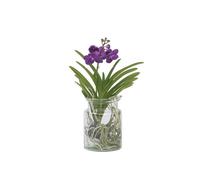 Orchidée - Vanda 'Blue' - Hauteur 40-50cm - d14cm