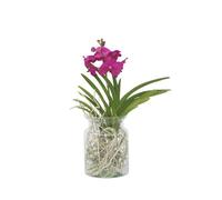 Orchidée - Vanda 'Cerise' - Hauteur 40-50cm - d14cm