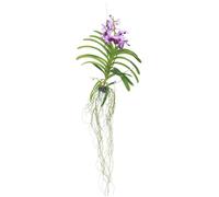 Orchidée - Vanda 'Lila' - Hauteur 55-65cm