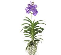 Orchidée - Vanda 'Magic Royal Blue' - Hauteur 55-65cm