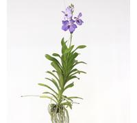 Orchidée - Vanda 'New Blue' - Hauteur 55-65cm