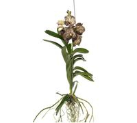 Orchidée - Vanda 'Ocelot Mocha' - Hauteur 55-65cm