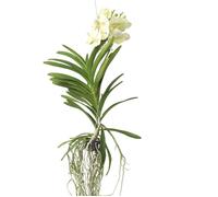 Orchidée - Vanda 'Tayanee White' - Hauteur 45-55cm