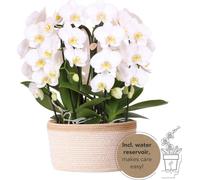 Orchidées Colibri | ensemble d'orchidées blanches dans un panier en coton avec réservoir d'eau | trois orchidées blanches courbées Niagara Fall 12cm | Mono Bouquet blanc gîte