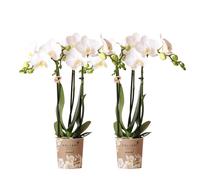 Orchidées Colibri | OFFRE COMBINÉE de 2 Orchidées Phalaenopsis blanches - Amabilis - pot 9cm | plante d'intérieur en fleurs - fraîche du producteur
