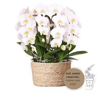Orchidées Colibri | orchidée blanche dans un panier en roseau avec réservoir d'eau | trois orchidées blanches courbées Niagara Fall 12cm | Mono Bouquet blanc avec réservoir d'eau autonome