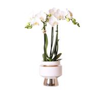 Orchidées Colibri | Orchidée phalaenopsis blanche - Amabilis + Le Chic pot décoratif argent - taille du pot 9cm - hauteur 40cm | plante d'intérieur en fleurs dans un pot de fleurs - fraîche du product