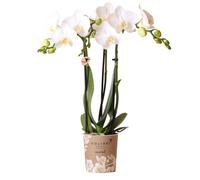 Orchidées Colibri | Orchidée Phalaenopsis blanche - Amabilis - pot 9cm | plante d'intérieur en fleurs - fraîche du producteur