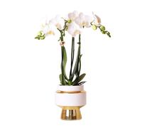 Orchidées Colibri | Orchidée Phalaenopsis blanche - Amabilis + Pot décoratif Le Chic or - taille du pot 9cm - hauteur 40cm | plante d'intérieur en fleurs dans un pot de fleurs - fraîche du producteur