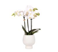 Orchidées Colibri | Orchidée Phalaenopsis blanche - Amabilis + Pot décoratif Scandic blanc - taille du pot 9cm - 40cm de haut | plante d'intérieur en fleurs dans un pot de fleurs - fraîche du producte