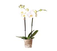 Orchidées Colibri - Orchidée Phalaenopsis Blanche - Dame Blanche - taille du pot 12cm
