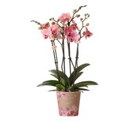 Orchidées Colibri - Orchidée Phalaenopsis Orange-Rosa - Jewel Pirate Picotee - taille du pot 12cm