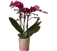 Orchidées Colibri | Orchidée Phalaenopsis violette - Morelia - taille du pot 9cm | plante d'intérieur en fleurs - fraîche du producteur