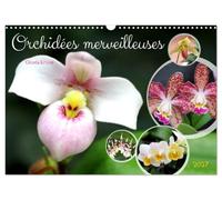 Orchidées merveilleuses (Calendrier mural 2027 DIN A3 vertical), CALVENDO calendrier mensuel: Des fleurs fascinantes d'une grande diversité