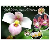 Orchidées merveilleuses (Calendrier mural 2027 DIN A4 vertical), CALVENDO calendrier mensuel: Des fleurs fascinantes d'une grande diversité