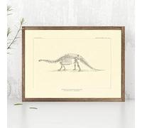 ORCOW Affiches Dessins De Squelettes Fossiles De Dinosaures D'Amérique du Nord Affiches Et Impressions Photos, Peinture sur Toile De Paléontologie Os De Dinosaures Affiche Et Impressions 50X70Cm