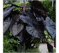 Orecchio di Elefante Piante Giardino Verdi Decorano Il Cortile Del Giardino Estivo Verde-5Bulbis