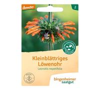 Oreille-de-lion à petites feuilles - Lenonotis nepetifolia