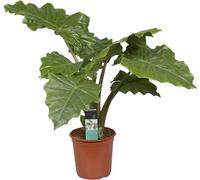 Oreille d'éléphant Alocasia Portodora 50 cm - Alocasia feuille de flèche - grande plante d'intérieur tropicale