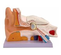 Oreille humaine anatomique 3D, design détachable pour une étude détaillée des structures extérieures, moyennes et intérieures de l'oreille, idéal pour l'éducation et l'enseignement de la physiologie
