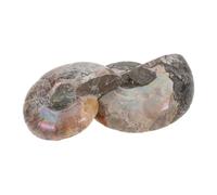 ORFOFE 2 pièces Ammonite Fossile Naturel Pendentif Lune Ornement Feng Shui Coquille Tranchée Spécimen Décoratif pour Collection et Éducation Lot