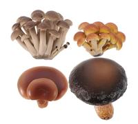 ORFOFE 4 pièces Kit Éducatif Cycle de Croissance de Champignons PVC Réaliste Modèles Cognitifs Durables pour Garçon Fille Apprentissage Nature et Pédagogie Précoce